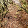 Plants: image 86 Of 208 Thumb